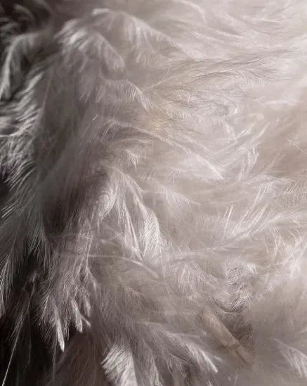 feathers